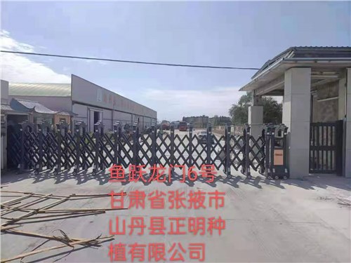 甘肅省張掖市山丹縣正明種植有限公司